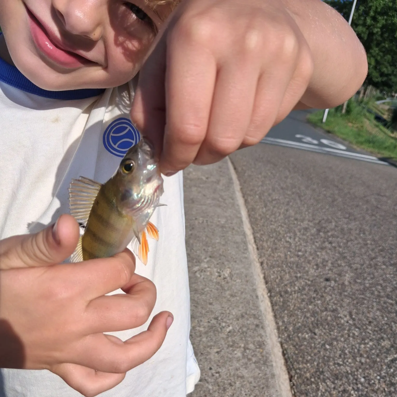 European perch caught on Fishbrain