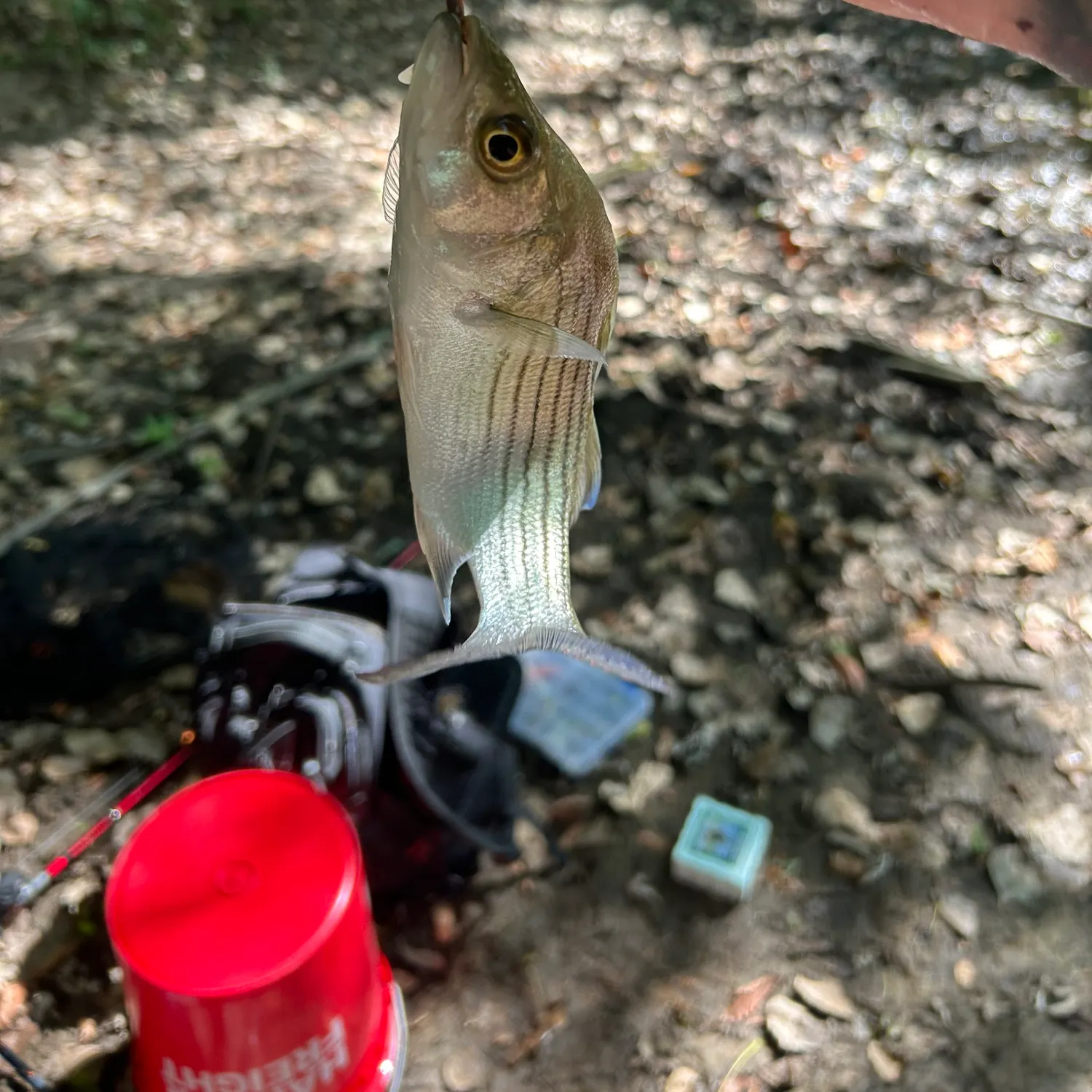 Wiper caught on Fishbrain
