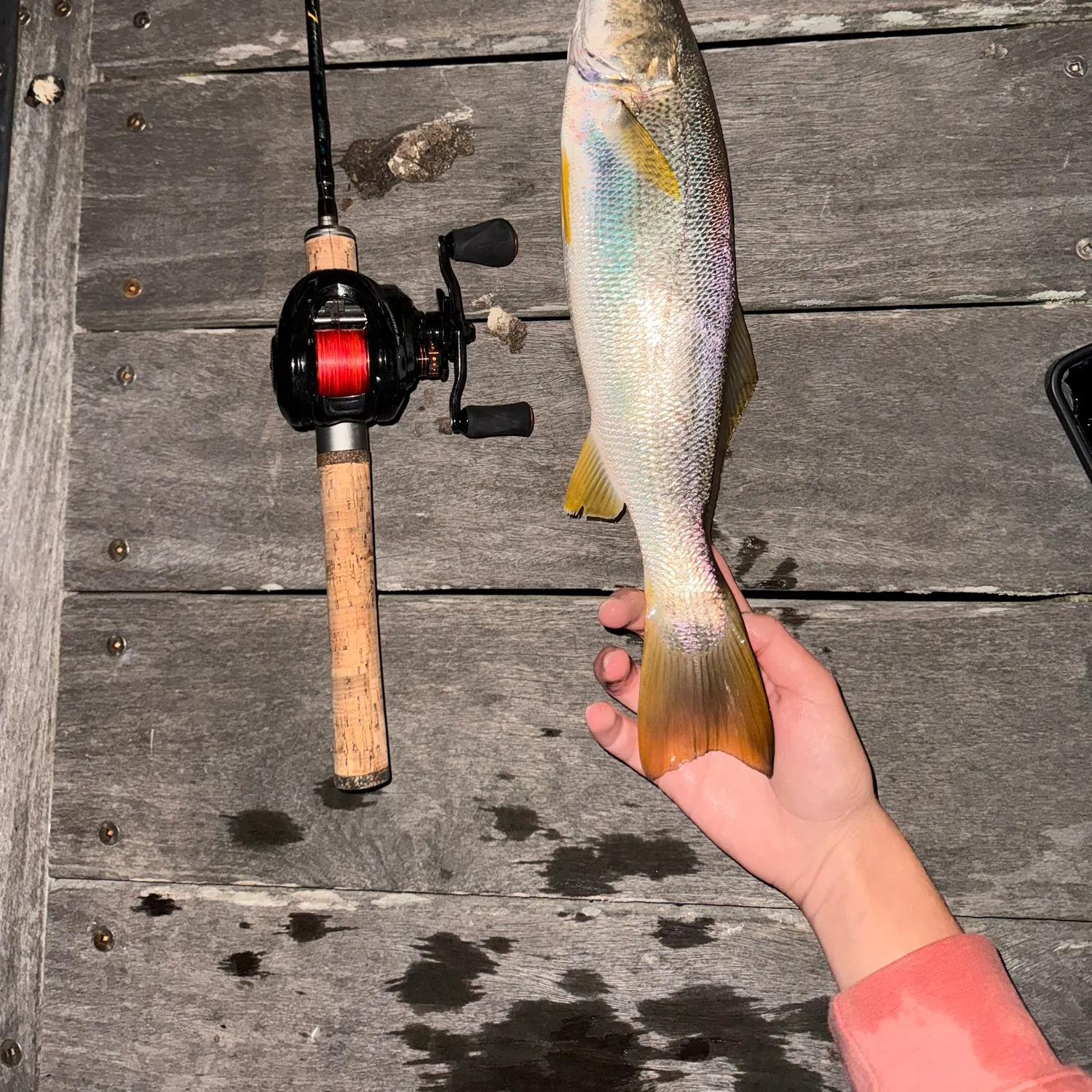 Gray weakfish caught on Fishbrain