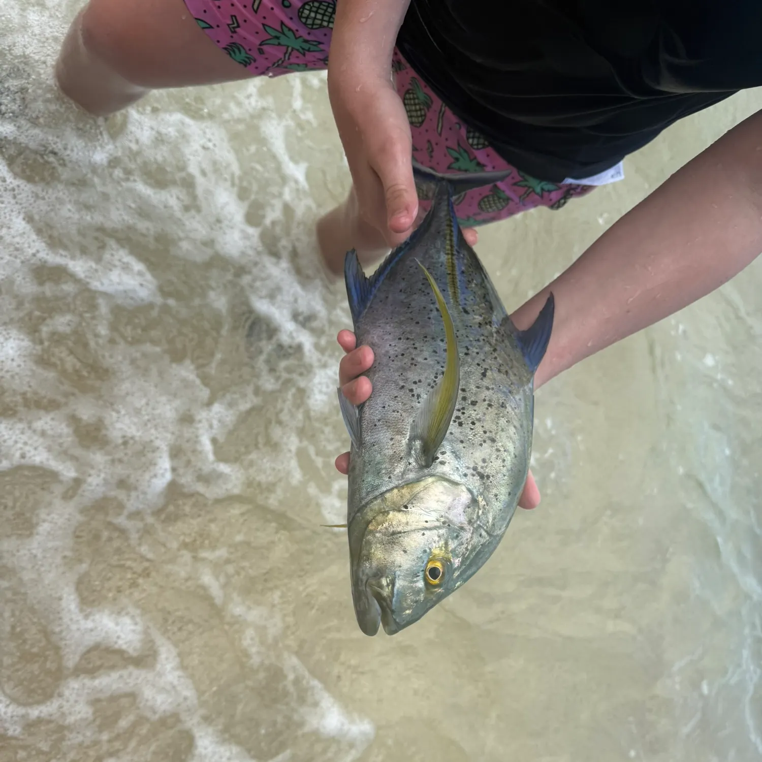 The most recent Bluefin trevally catches on Fishbrain