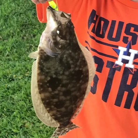 The most recent Summer flounder catches on Fishbrain