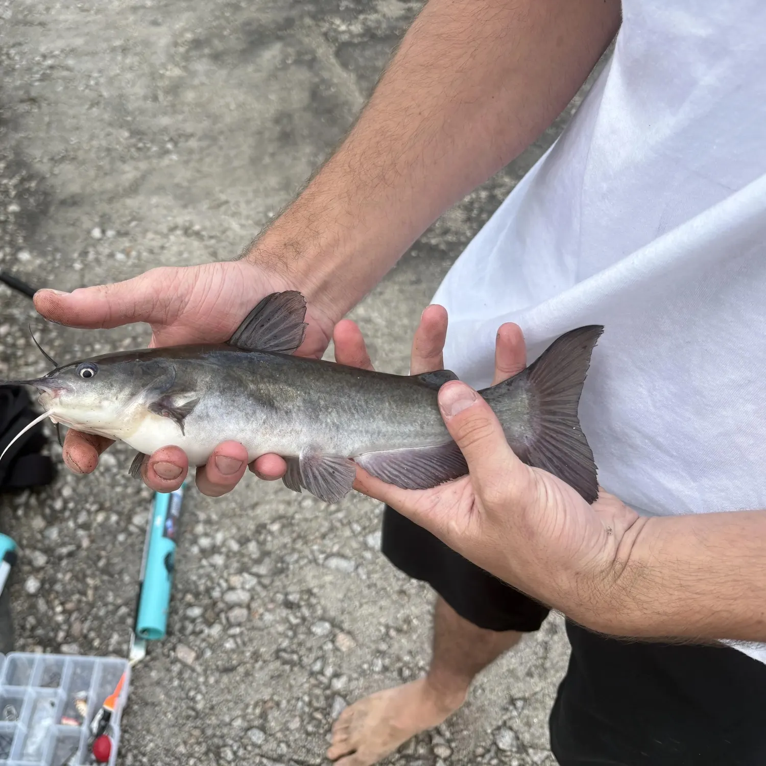 Blue catfish caught on Fishbrain