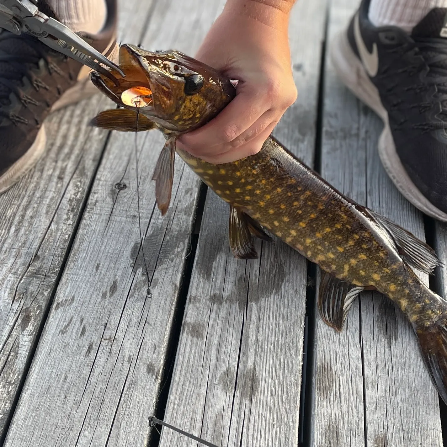 Northern pike caught on Fishbrain