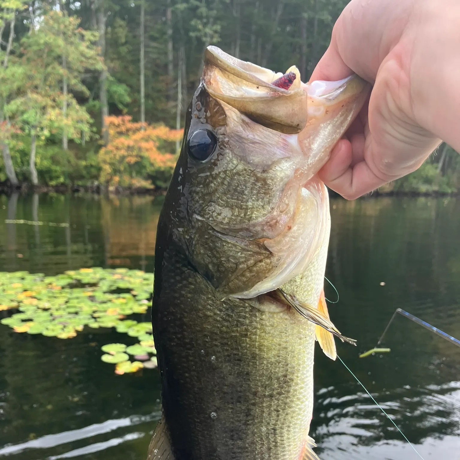 The most recent American eel catches on Fishbrain