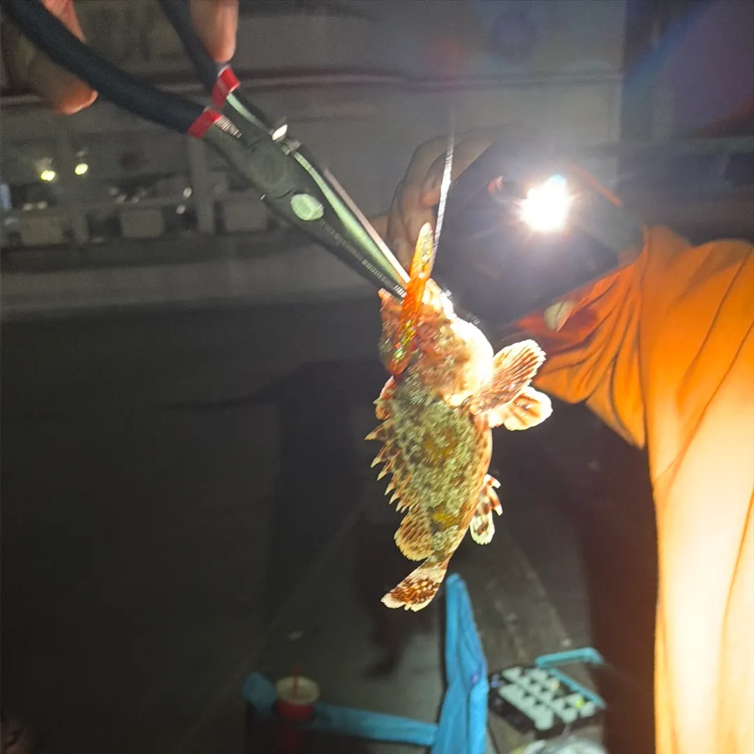 The most recent California scorpionfish catches on Fishbrain