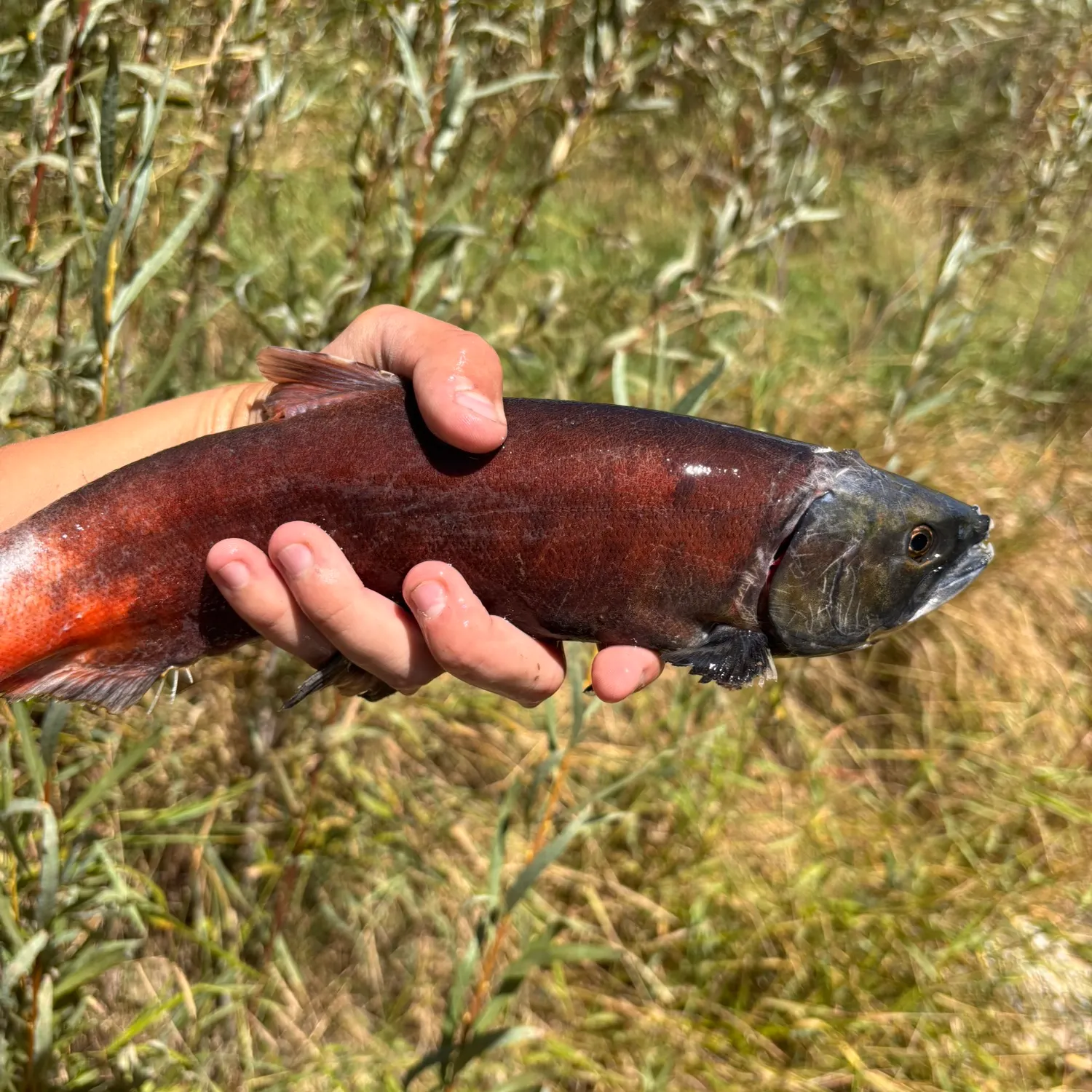 Kokanee salmon caught on Fishbrain