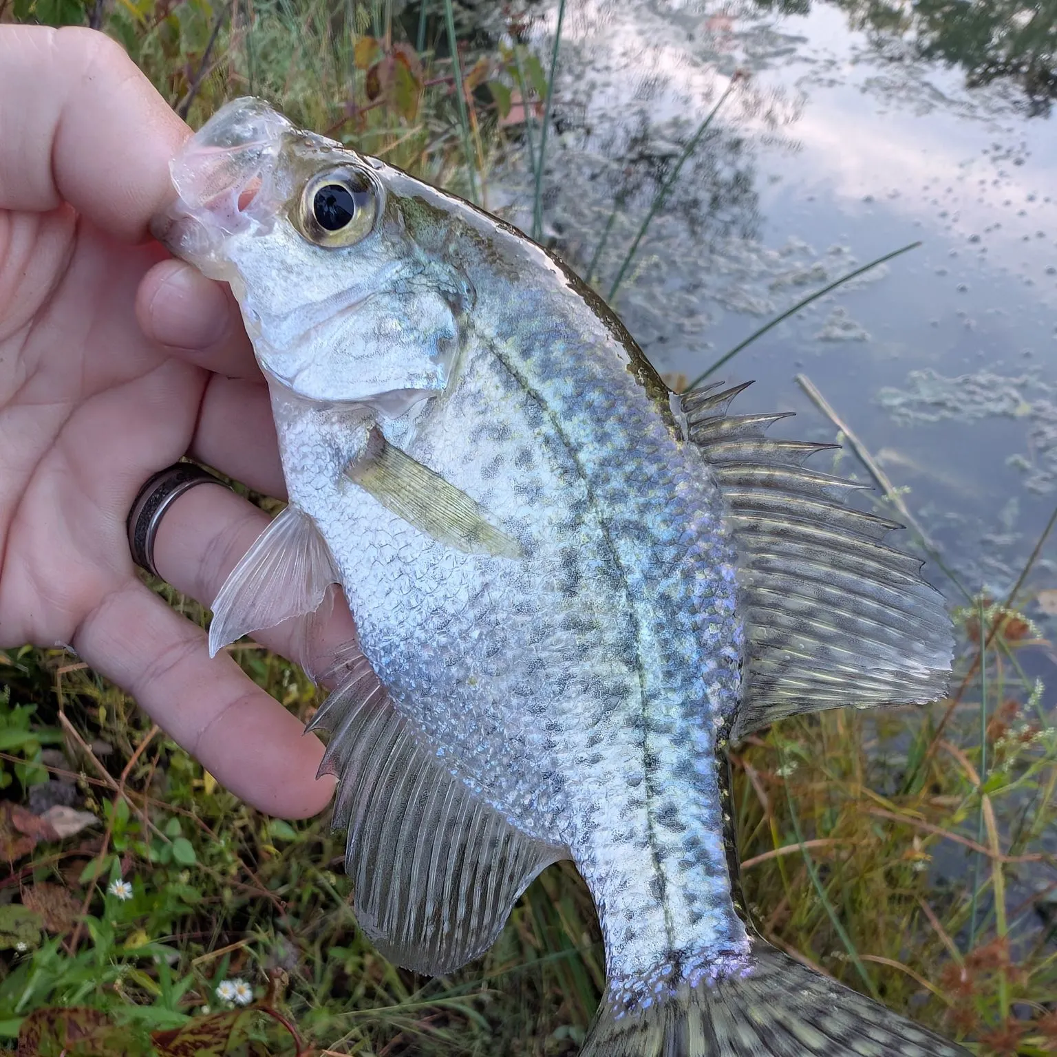 Black crappie caught on Fishbrain
