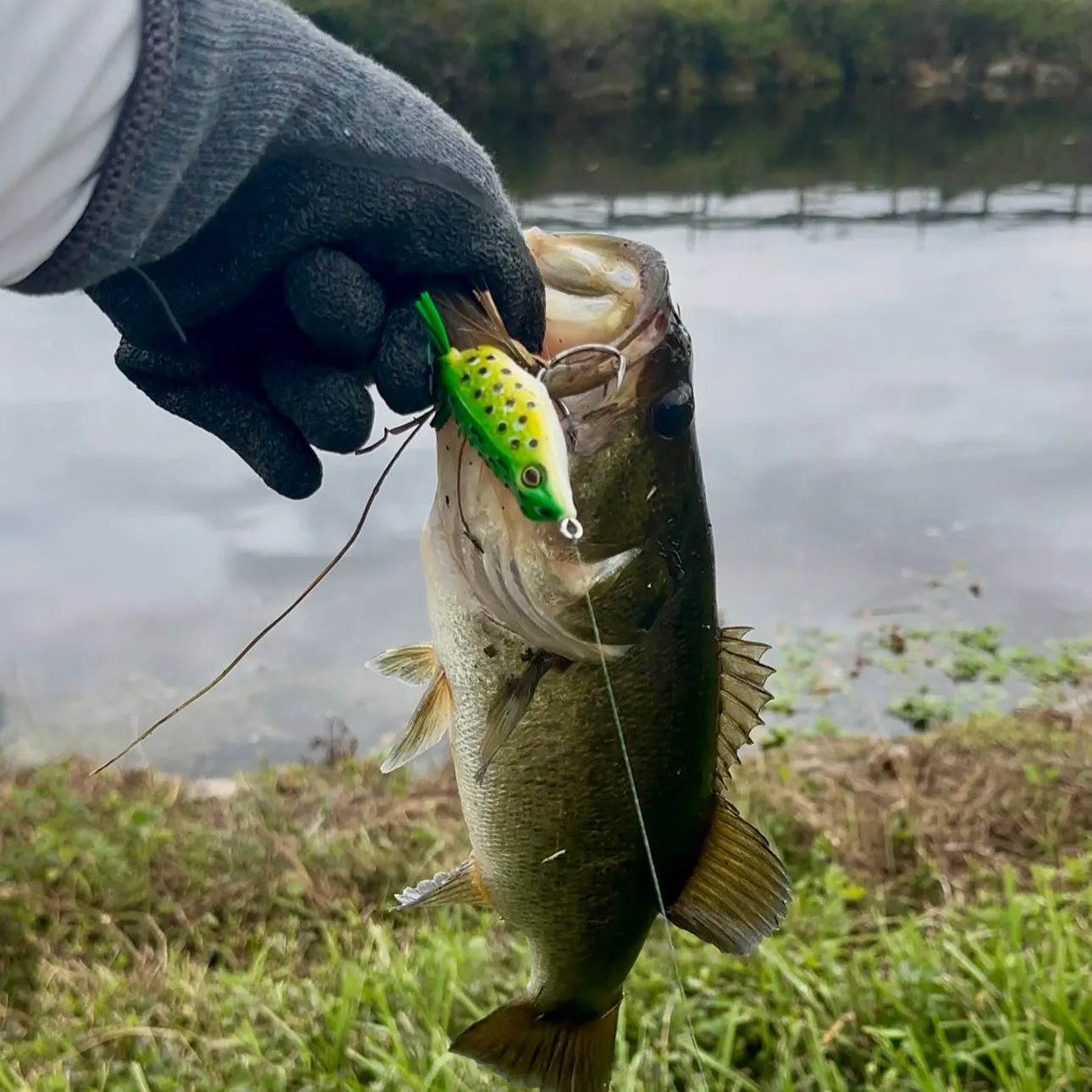 Largemouth bass caught on Fishbrain