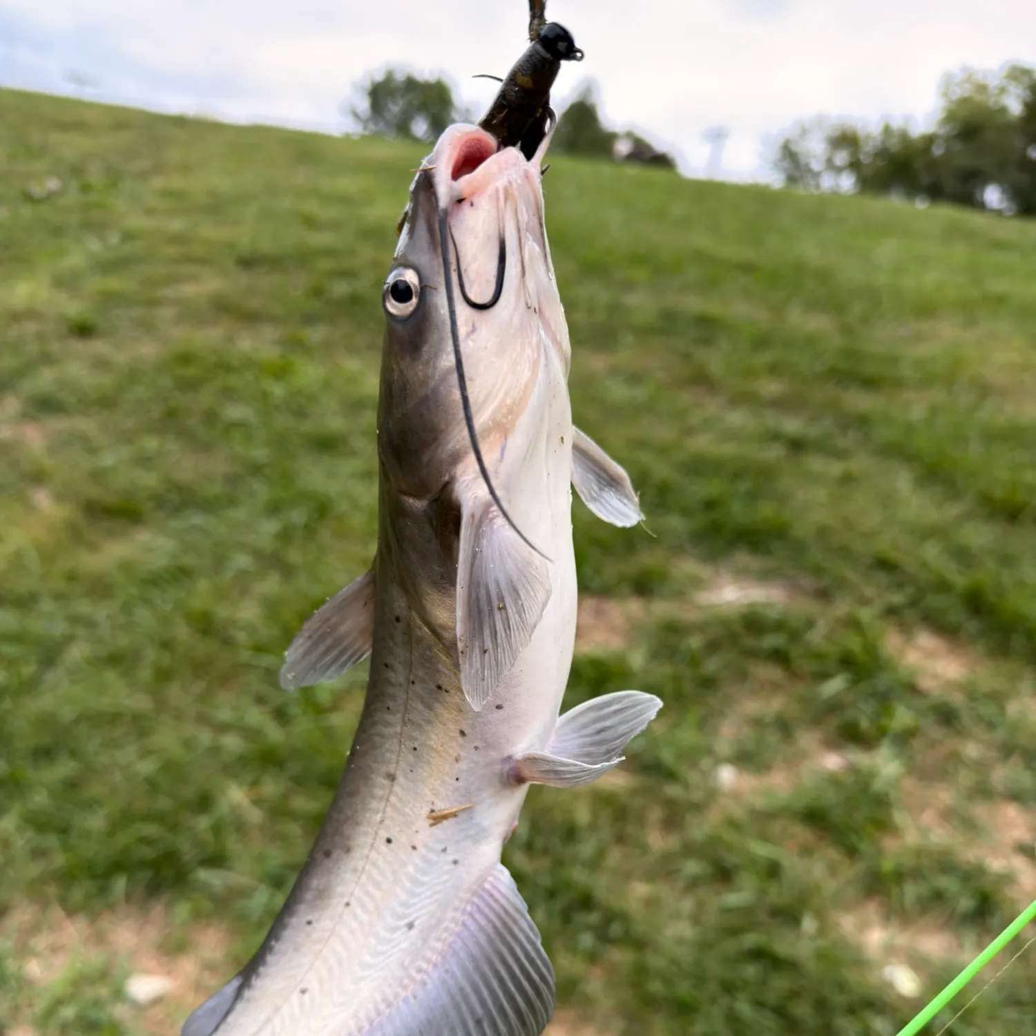 Channel catfish caught on Fishbrain