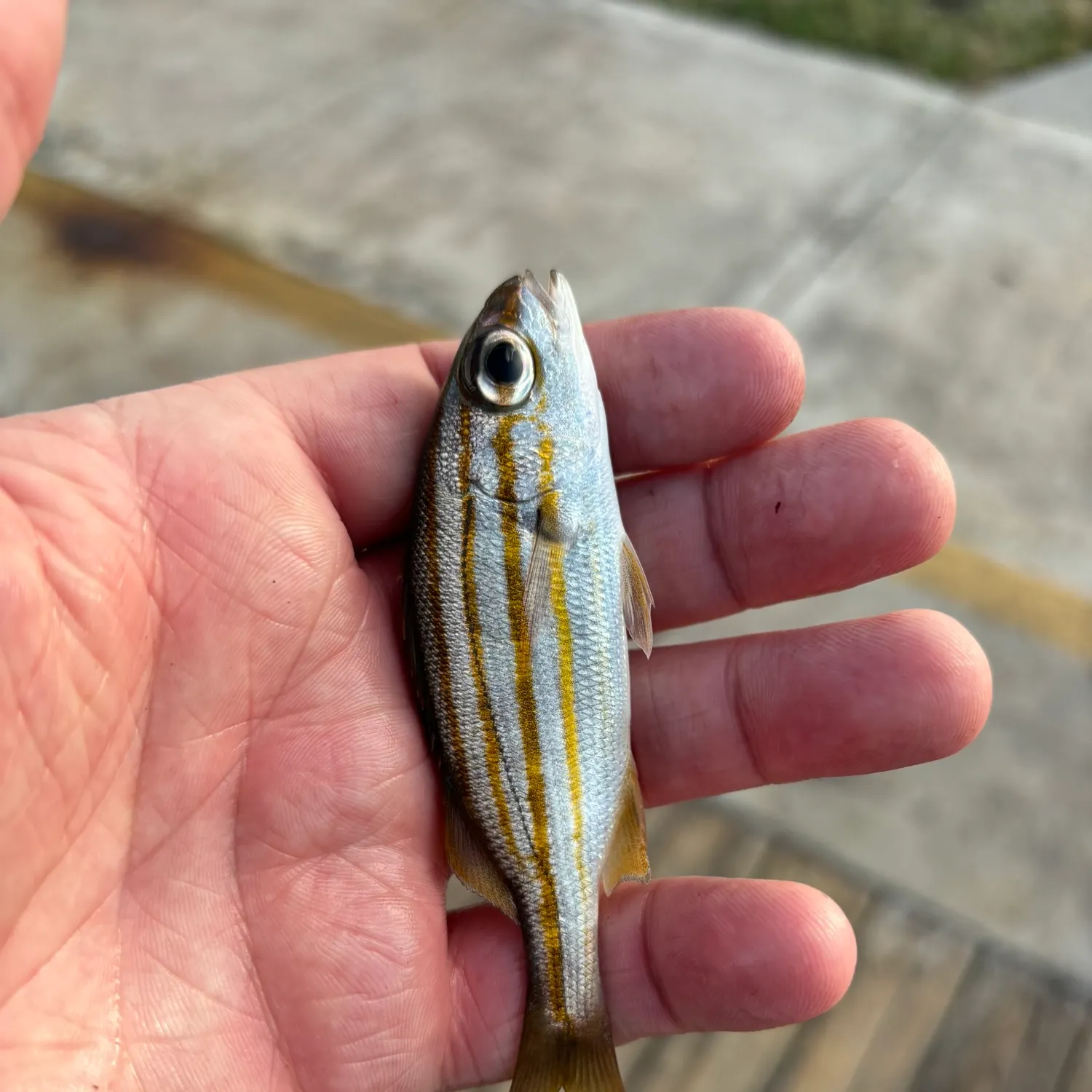 The most recent Smallmouth grunt catches on Fishbrain
