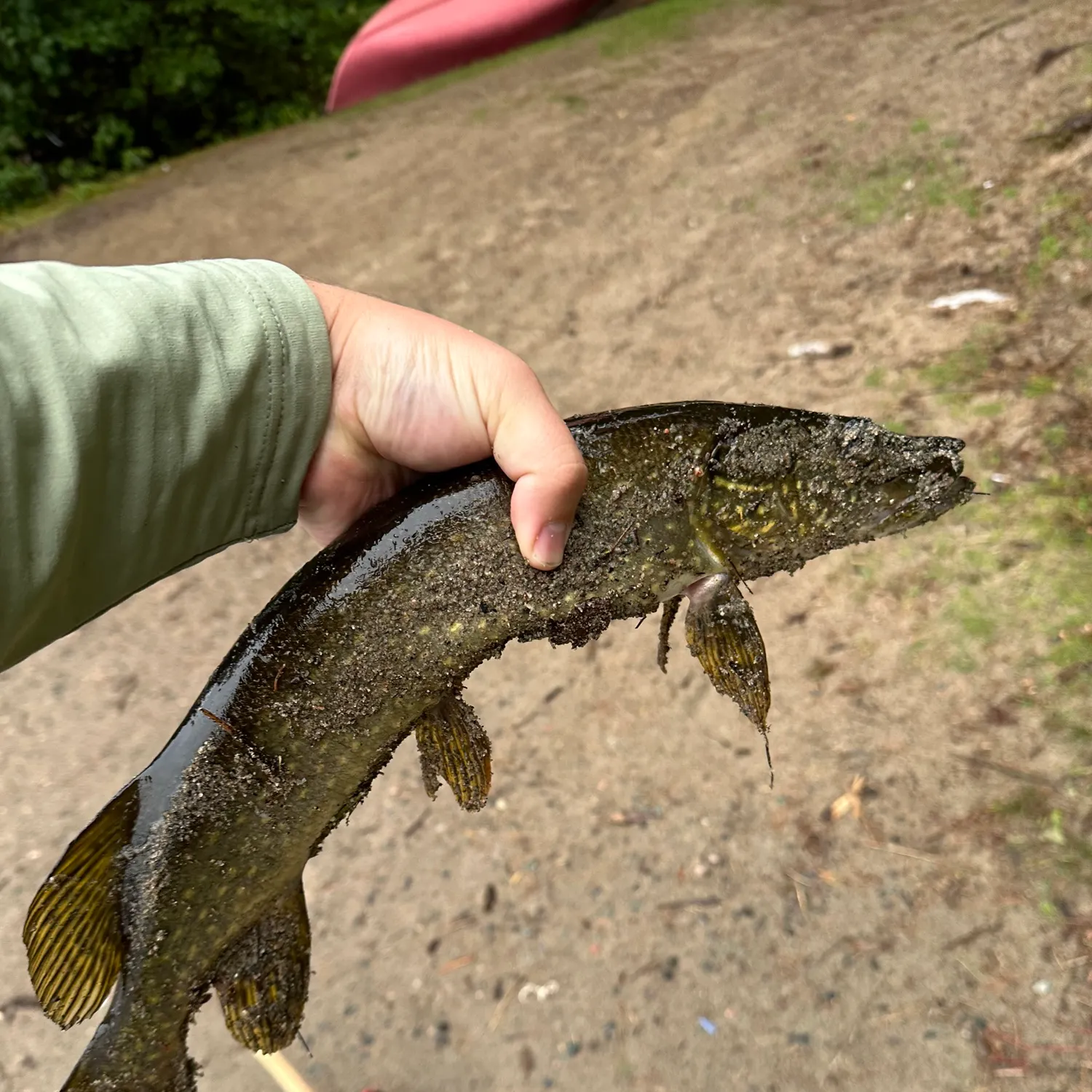 Northern pike caught on Fishbrain