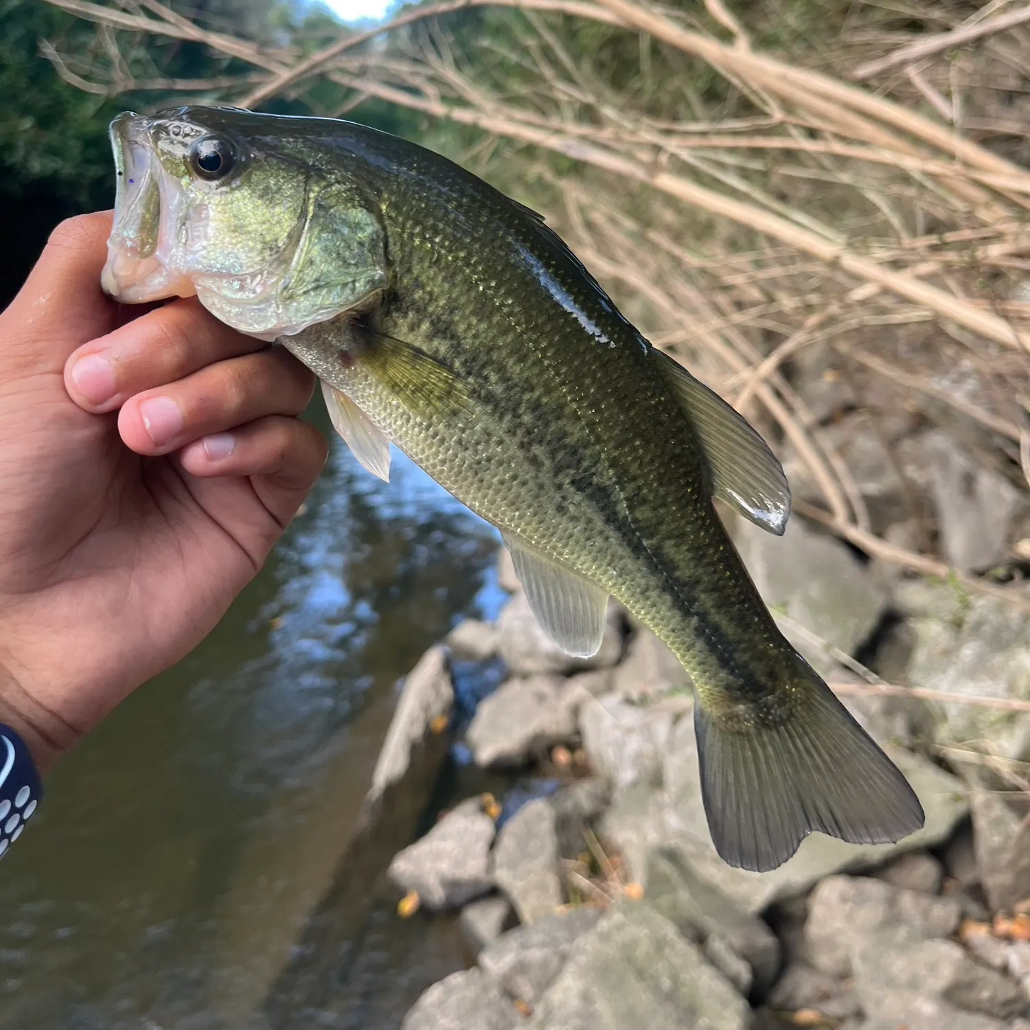 Largemouth bass caught on Fishbrain