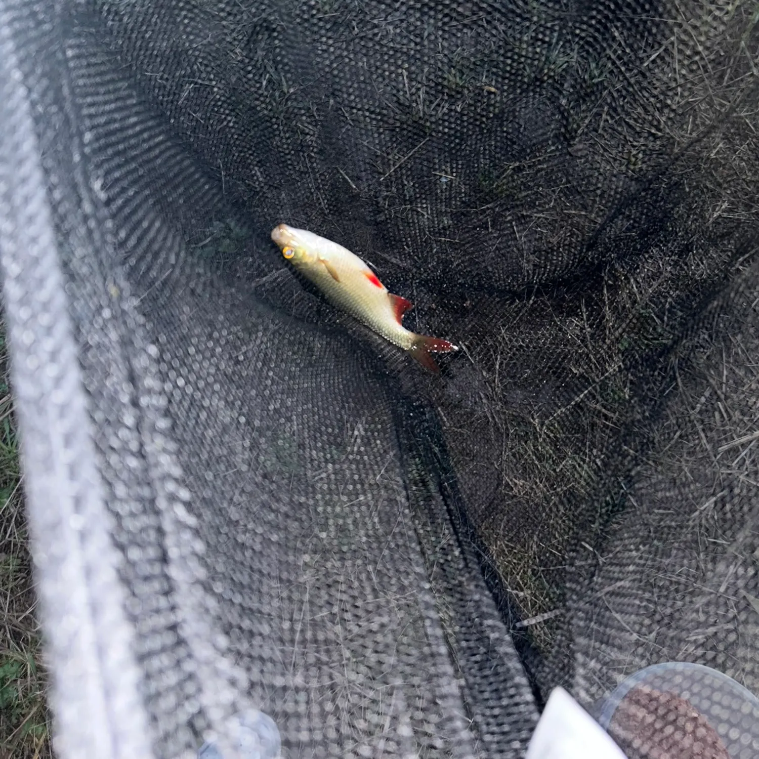 Common roach caught on Fishbrain