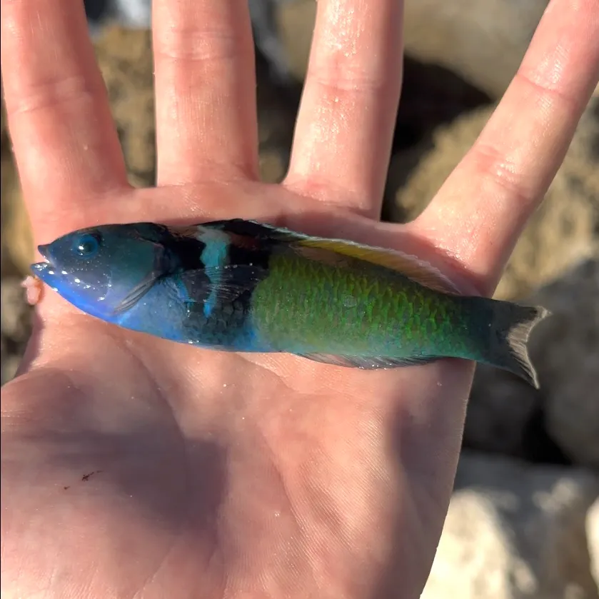 The most recent Bluehead catches on Fishbrain