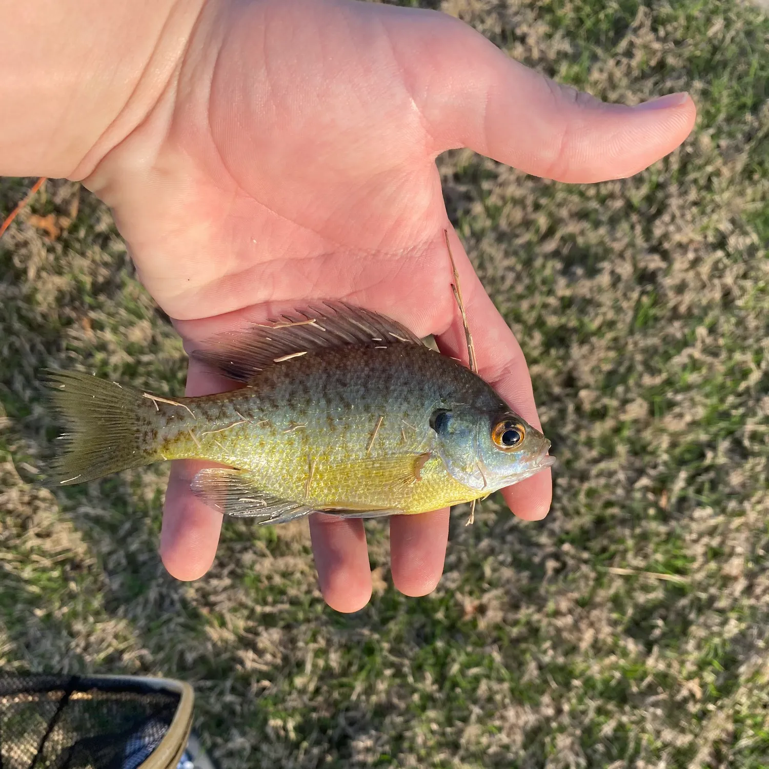 The most recent Wargill hybrid catches on Fishbrain