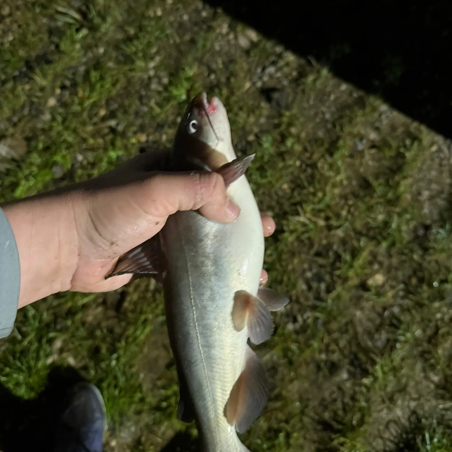 The most recent White bullhead catches on Fishbrain