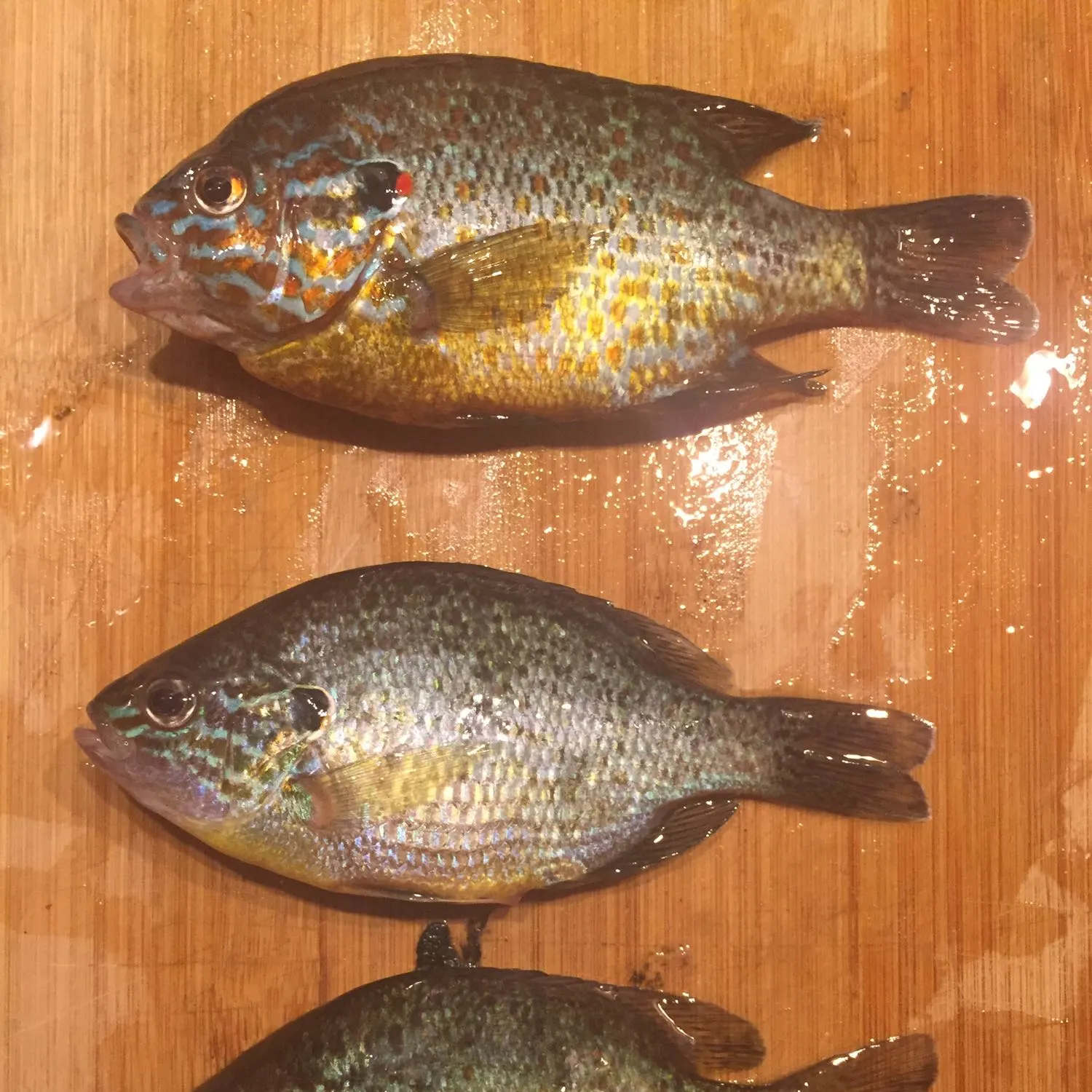 Bluegill caught on Fishbrain