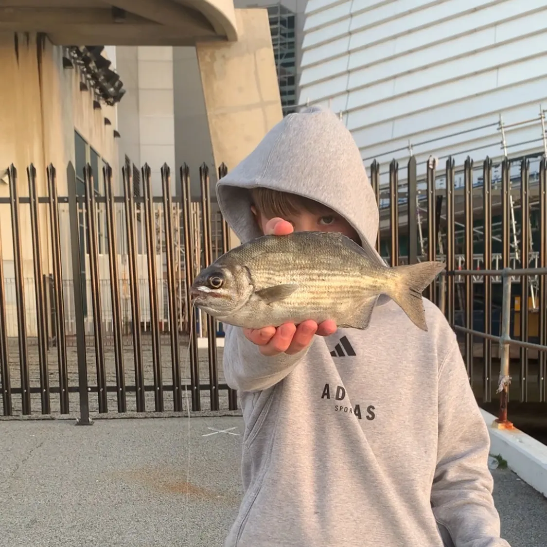 The most recent Silver drummer catches on Fishbrain