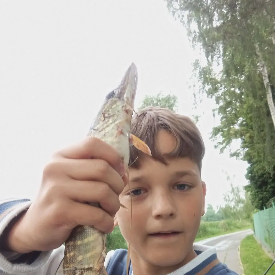 Northern pike caught on Fishbrain