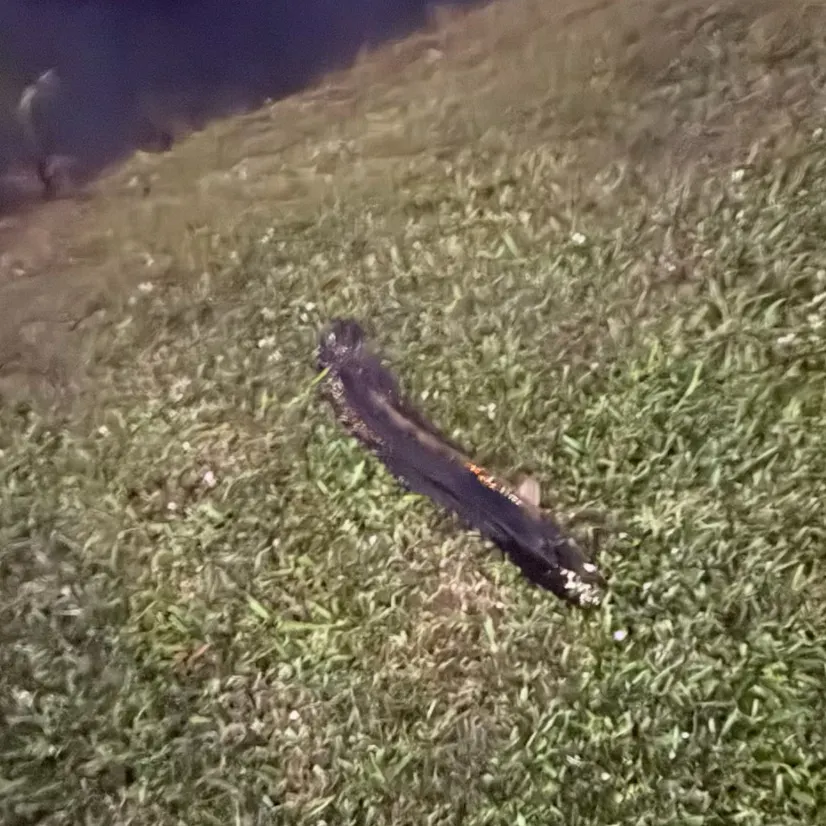 The most recent Bullseye snakehead catches on Fishbrain