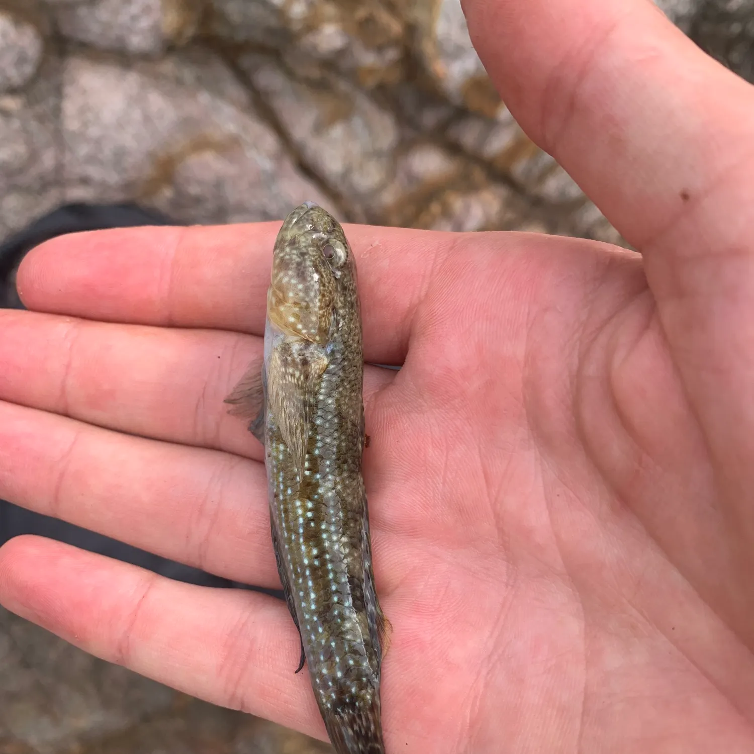 The most recent Spotted green goby catches on Fishbrain
