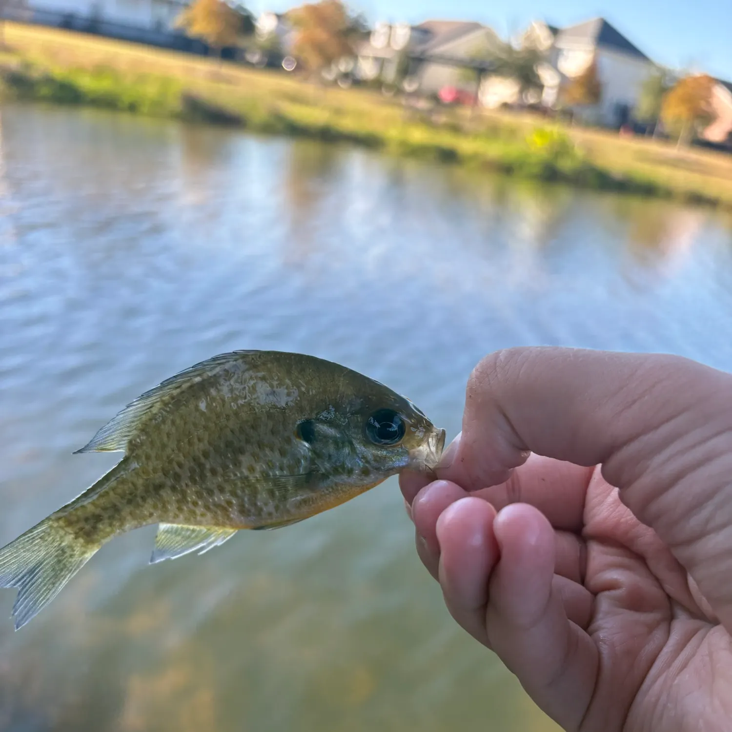 Bluegill caught on Fishbrain
