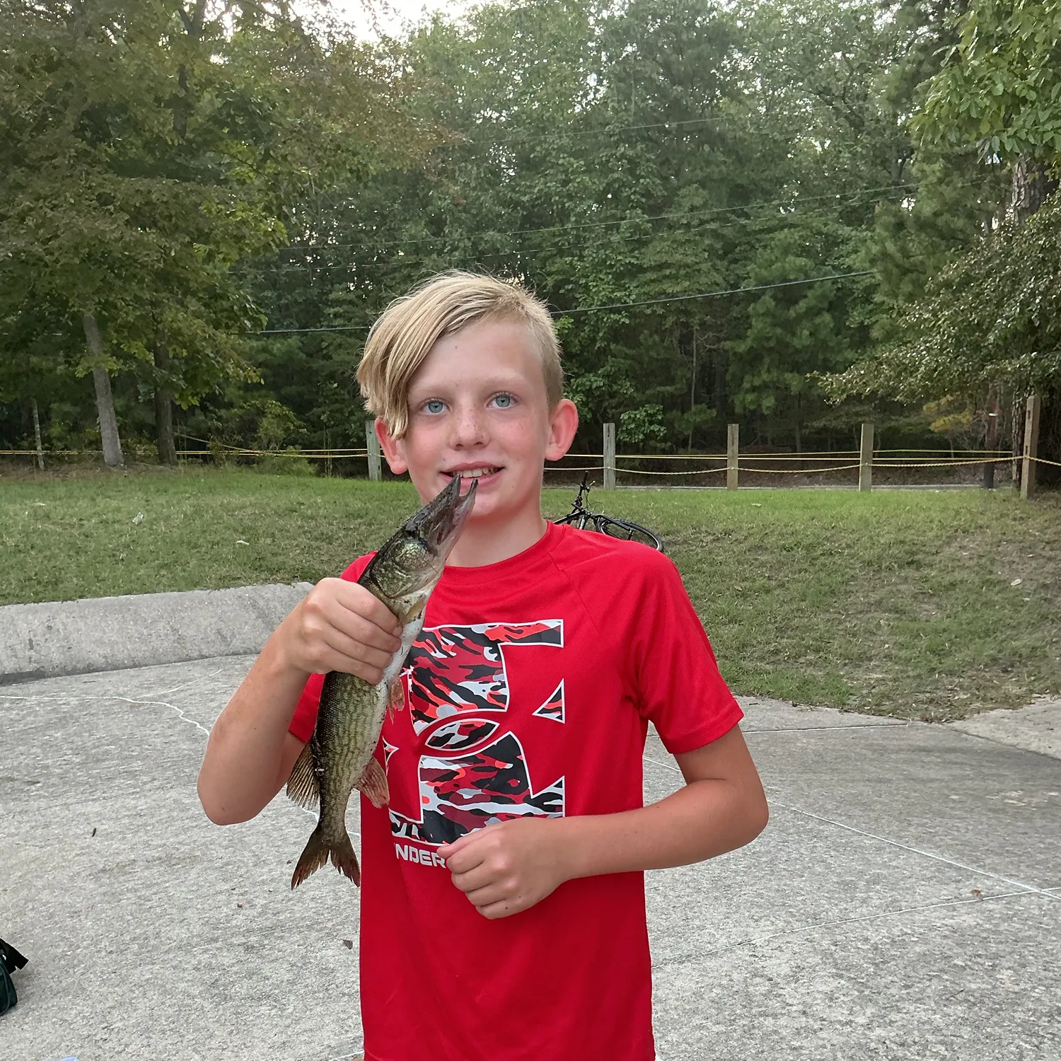 Chain pickerel caught on Fishbrain