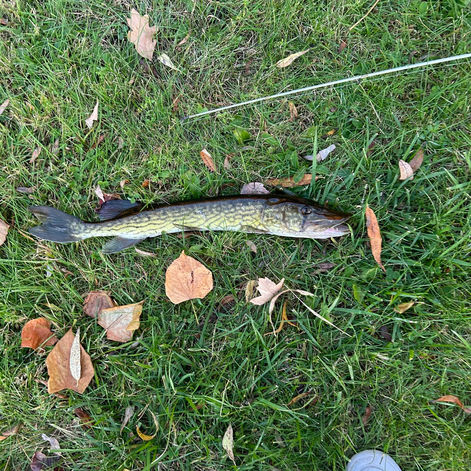 Chain pickerel caught on Fishbrain