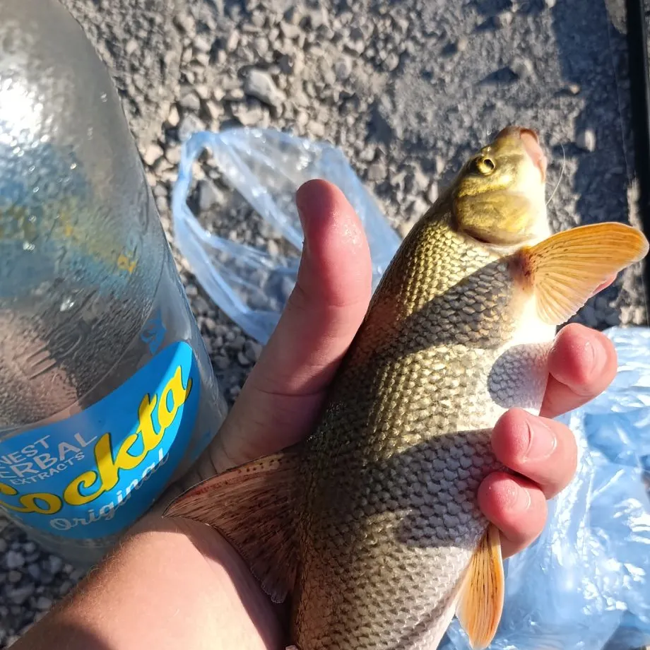 Common barbel caught on Fishbrain