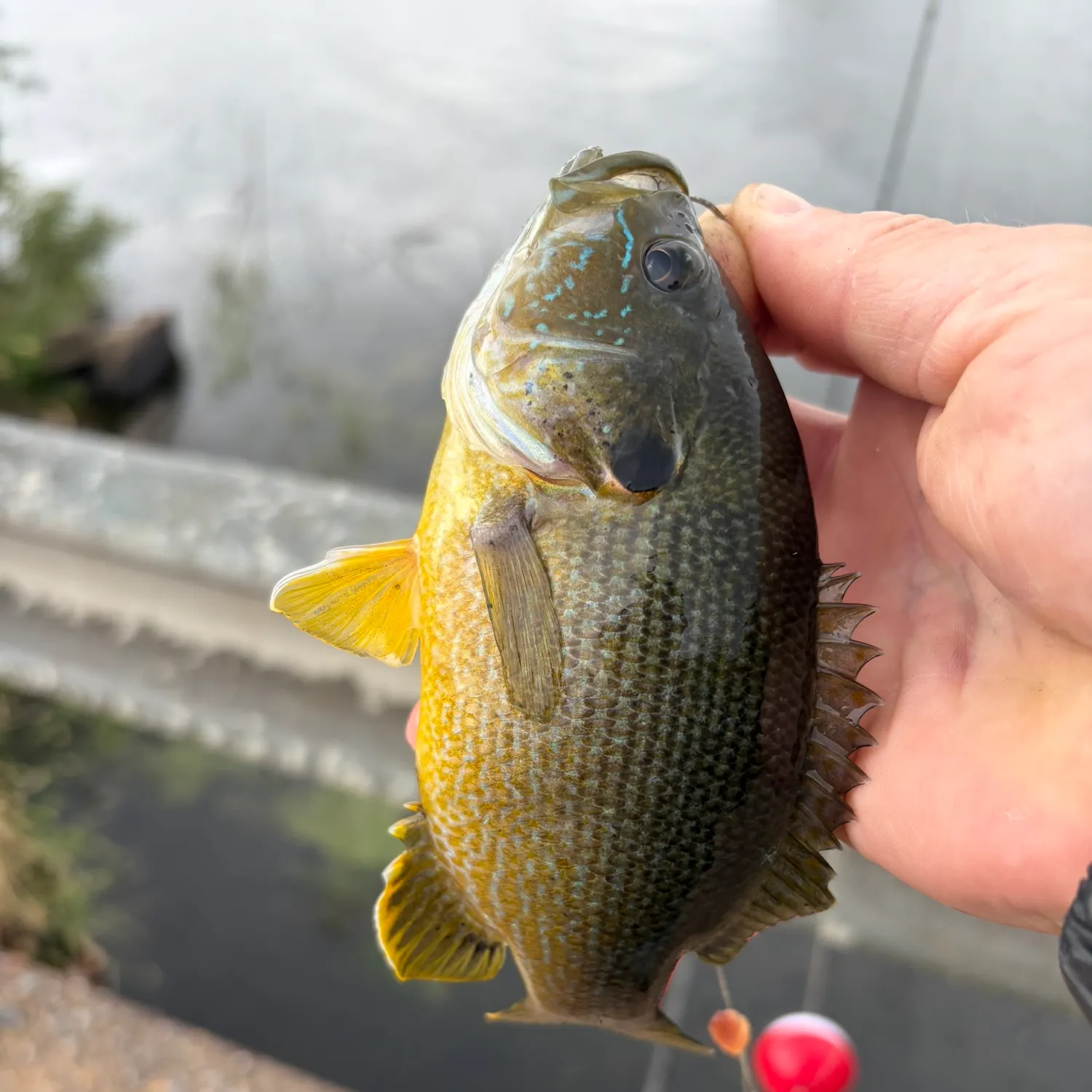 Green sunfish caught on Fishbrain