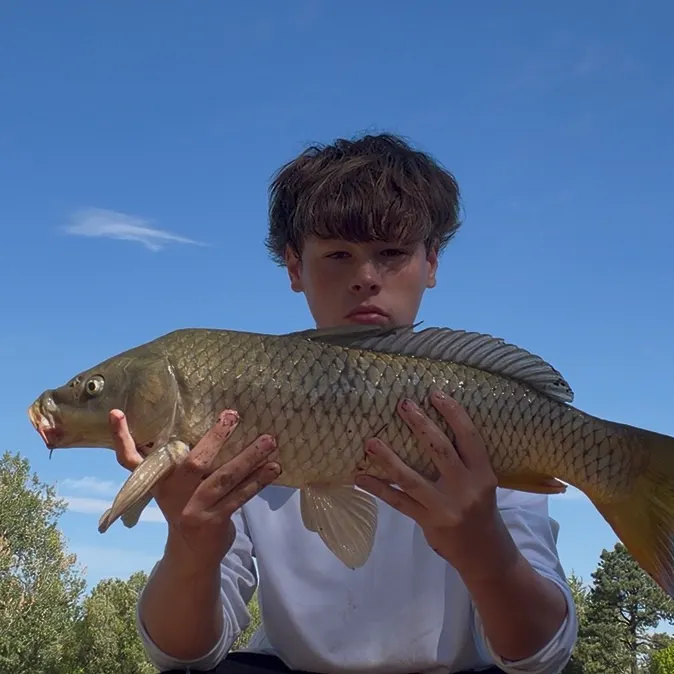 Common carp caught on Fishbrain