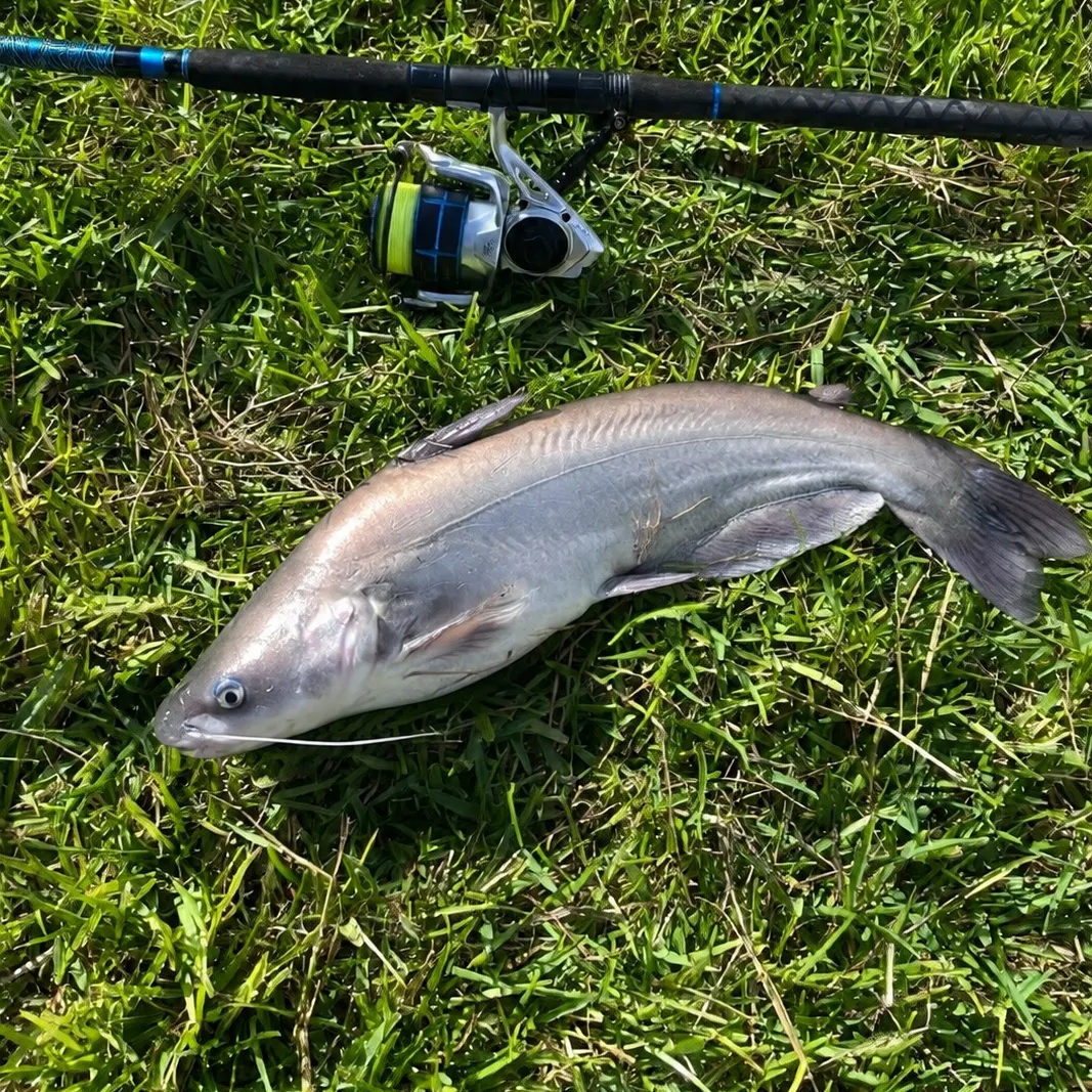 Blue catfish caught on Fishbrain
