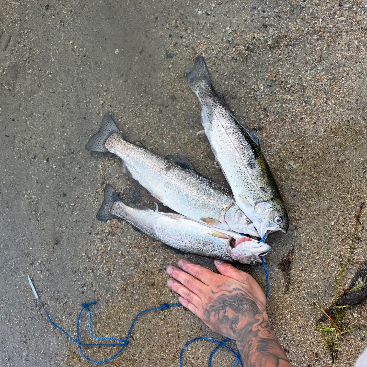 Rainbow trout caught on Fishbrain