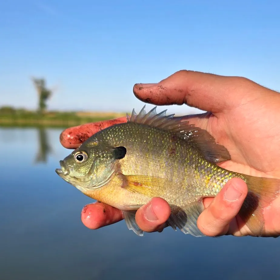 Bluegill caught on Fishbrain