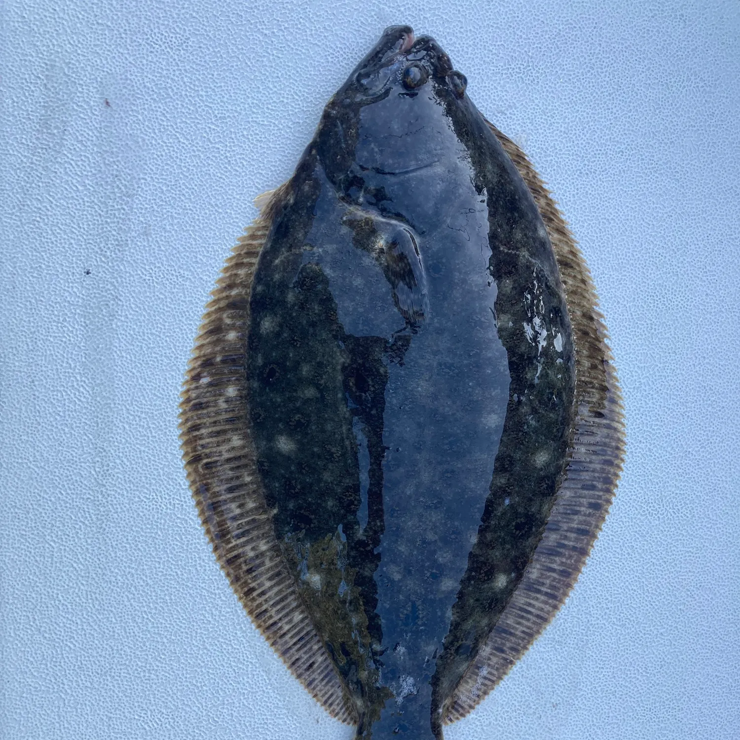 Summer flounder caught on Fishbrain