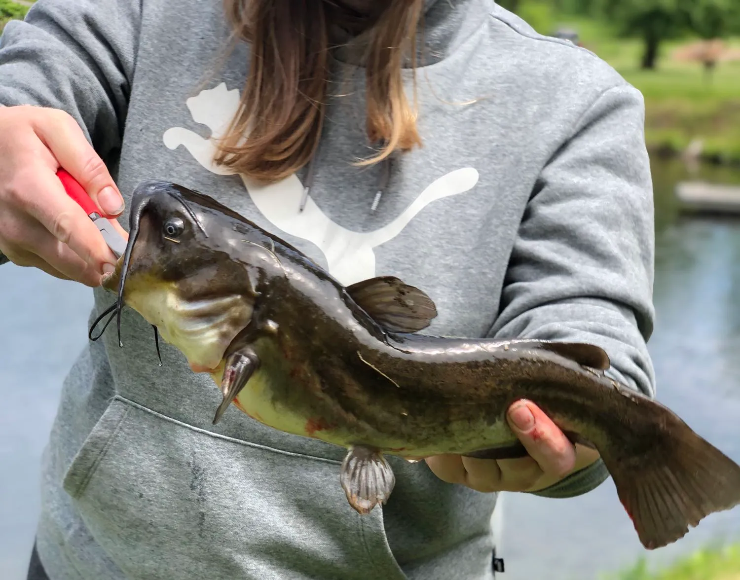 Black bullhead