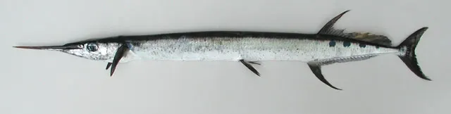 Flat needlefish