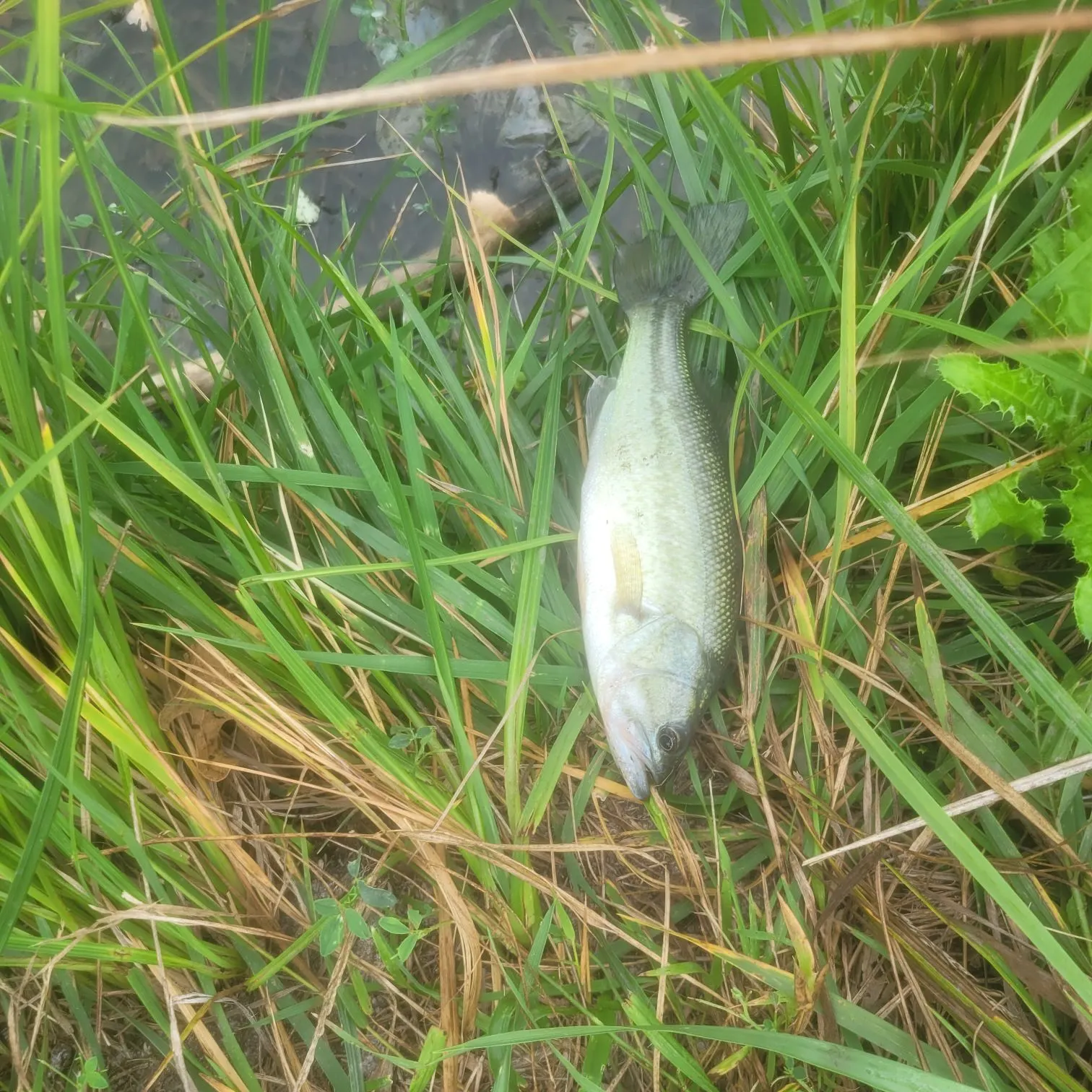 Fish caught on Fishbrain