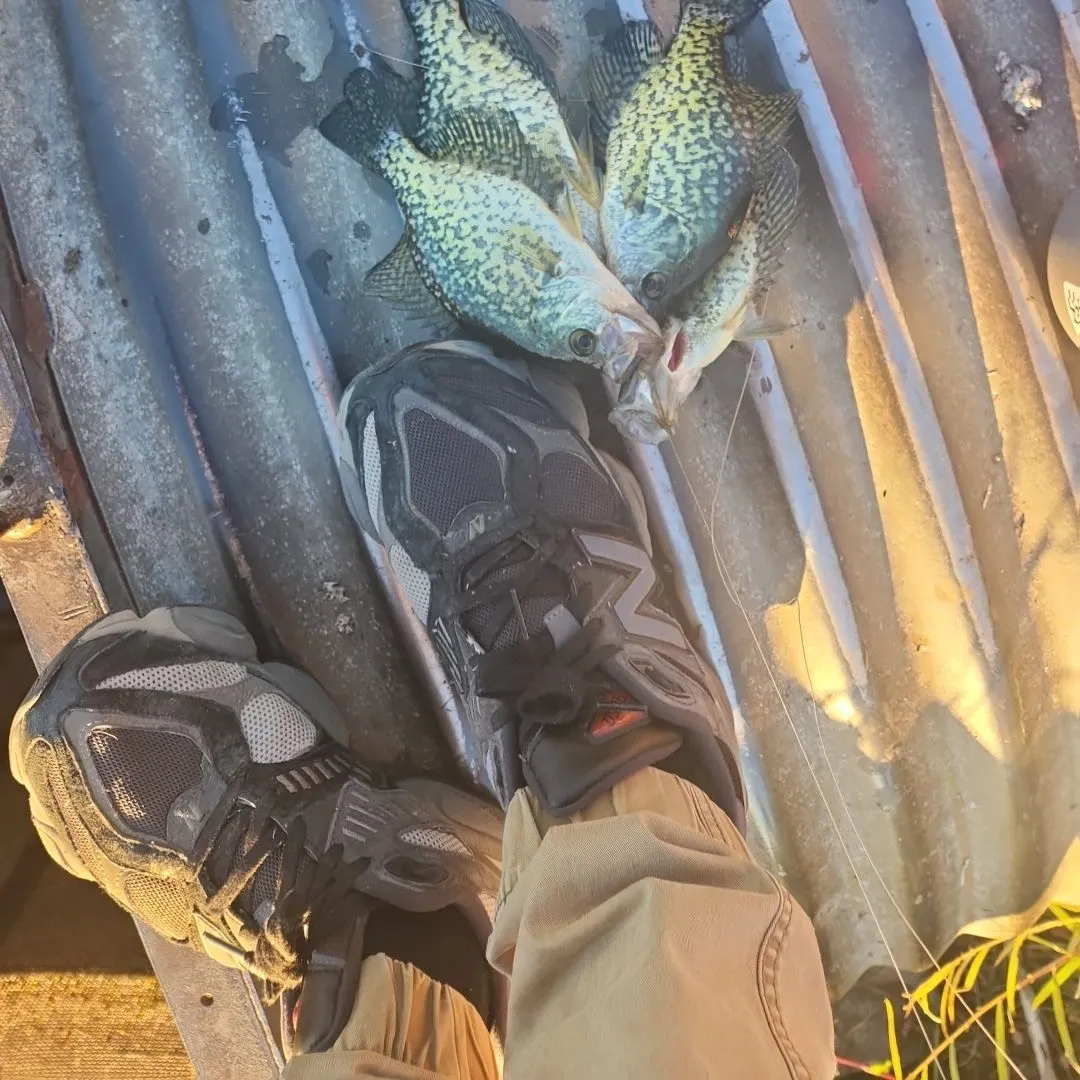 Black crappie caught on Fishbrain