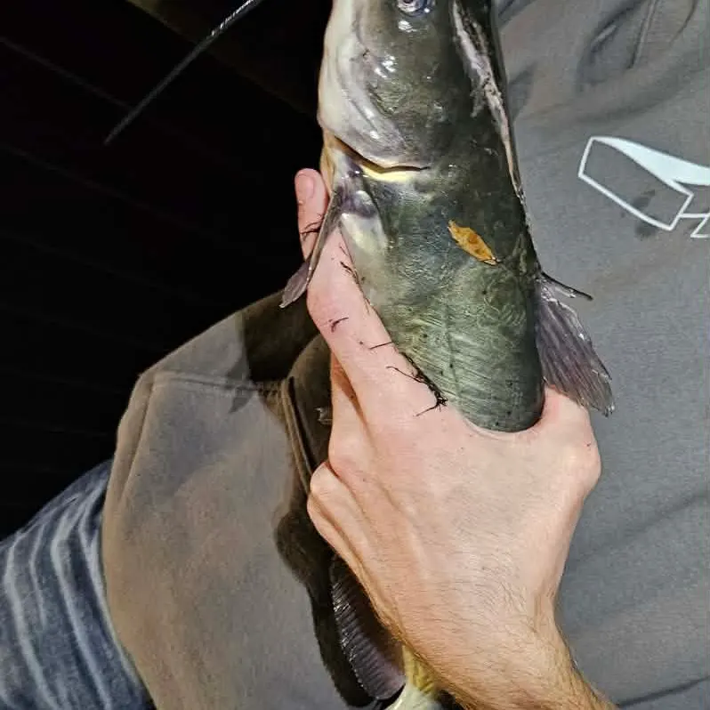 Channel catfish caught on Fishbrain