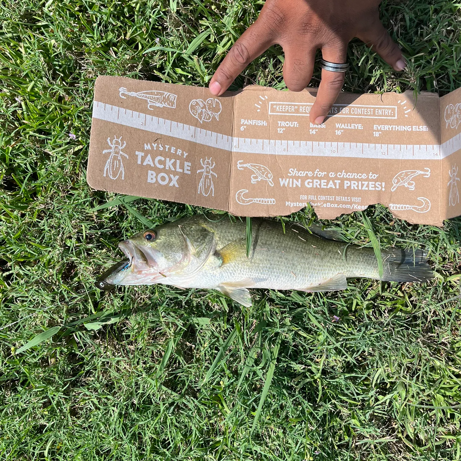 Largemouth bass caught on Fishbrain