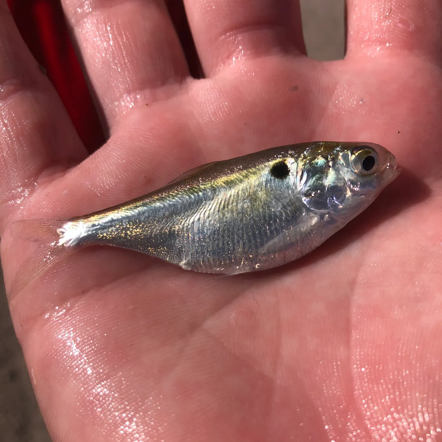 The most recent Dotted gizzard shad catches on Fishbrain