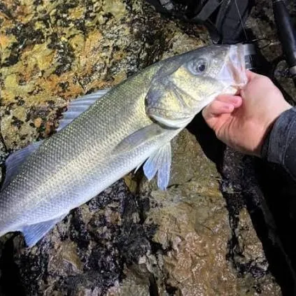 The most recent Atlantic herring catches on Fishbrain