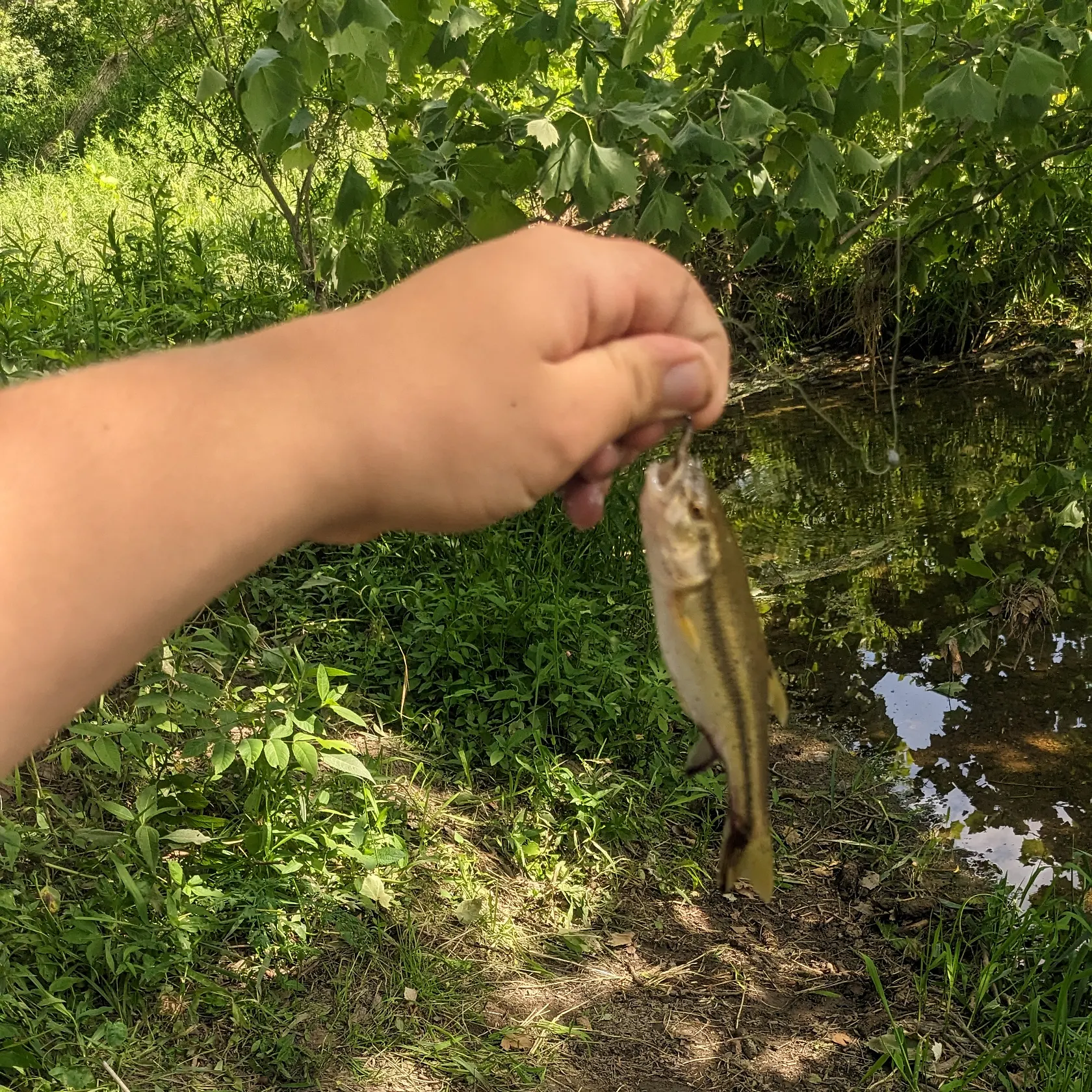 Creek chub caught on Fishbrain
