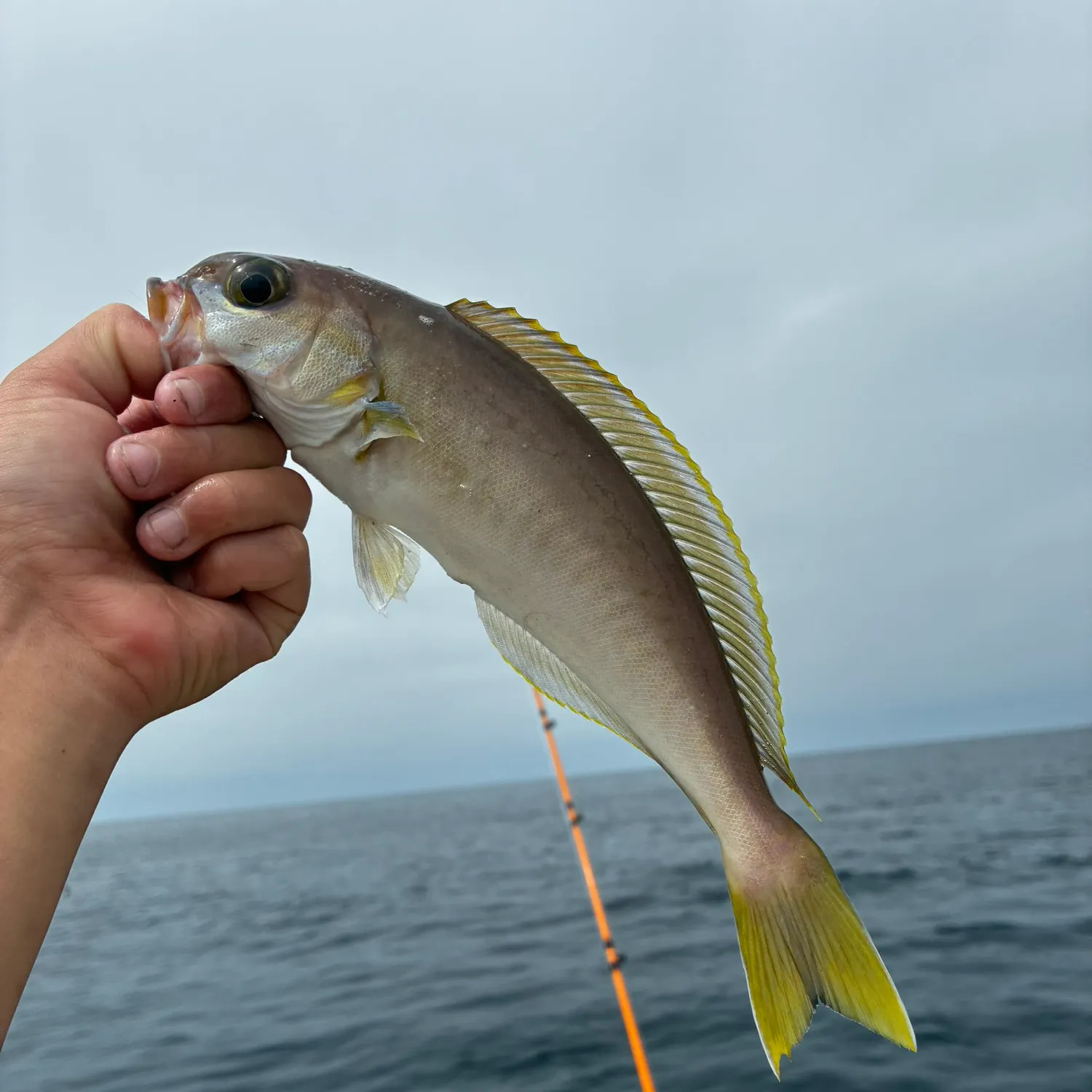 The most recent Ocean whitefish catches on Fishbrain