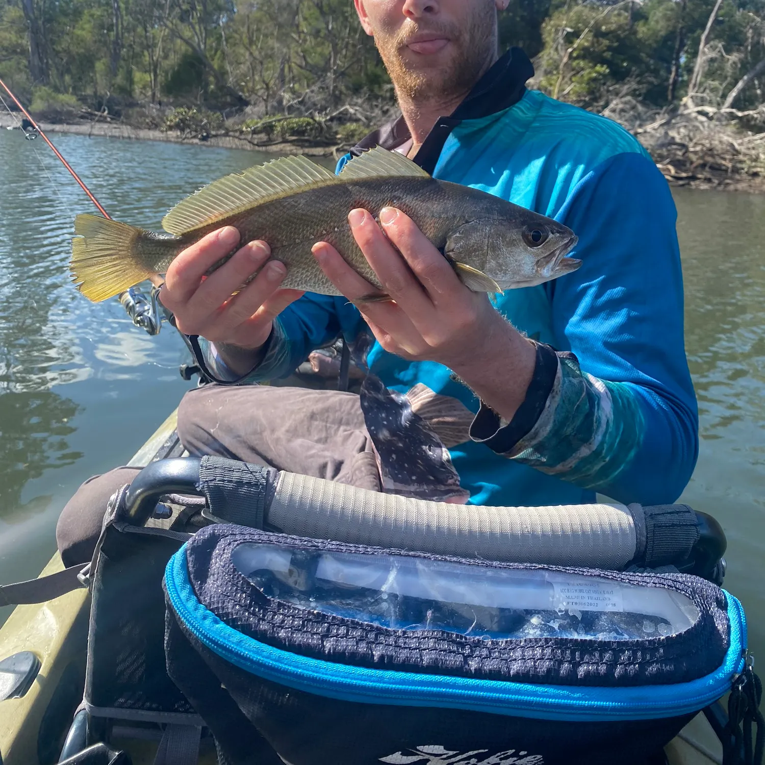 The most recent Japanese meagre catches on Fishbrain