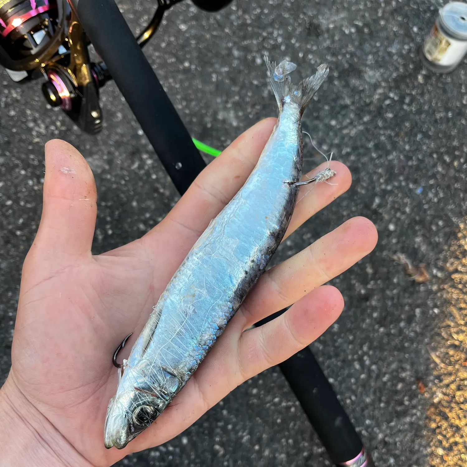 Japanese pilchard caught on Fishbrain