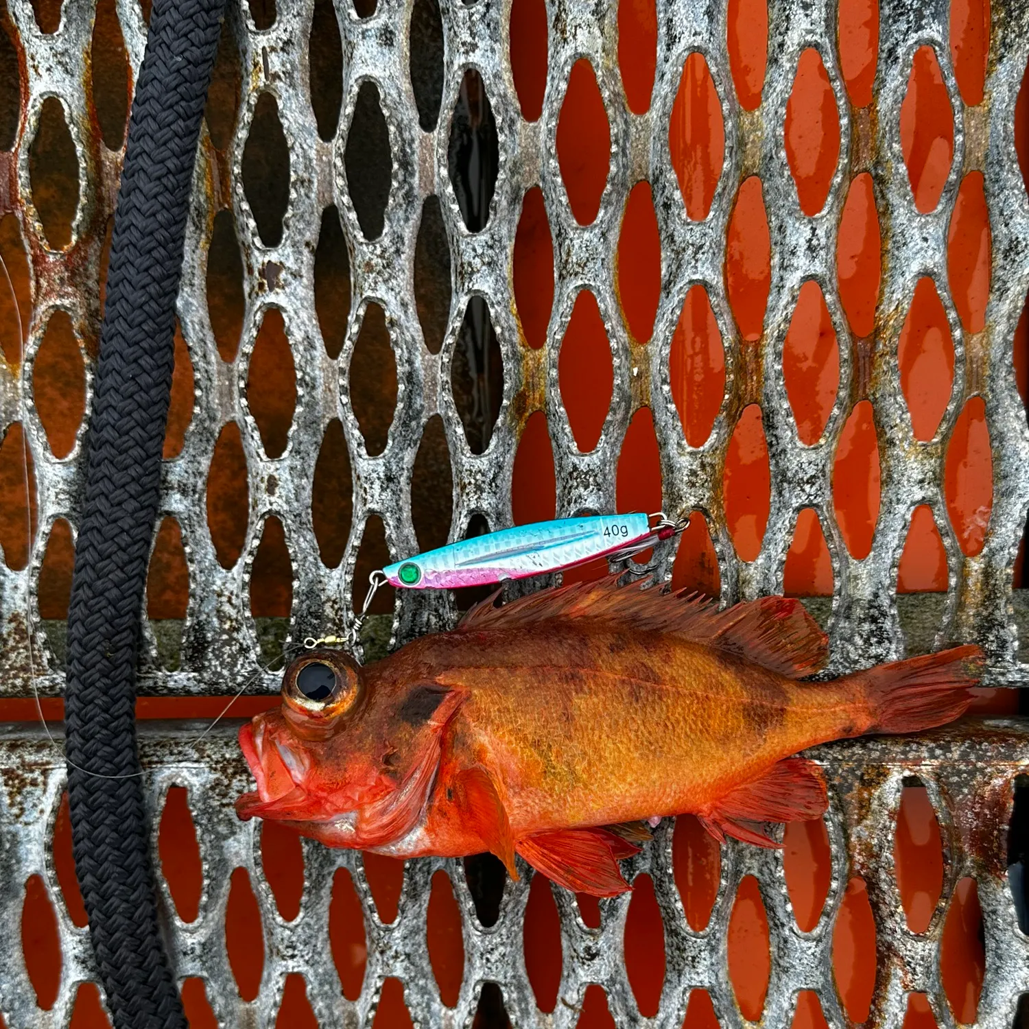 The most recent Atlantic ocean perch catches on Fishbrain