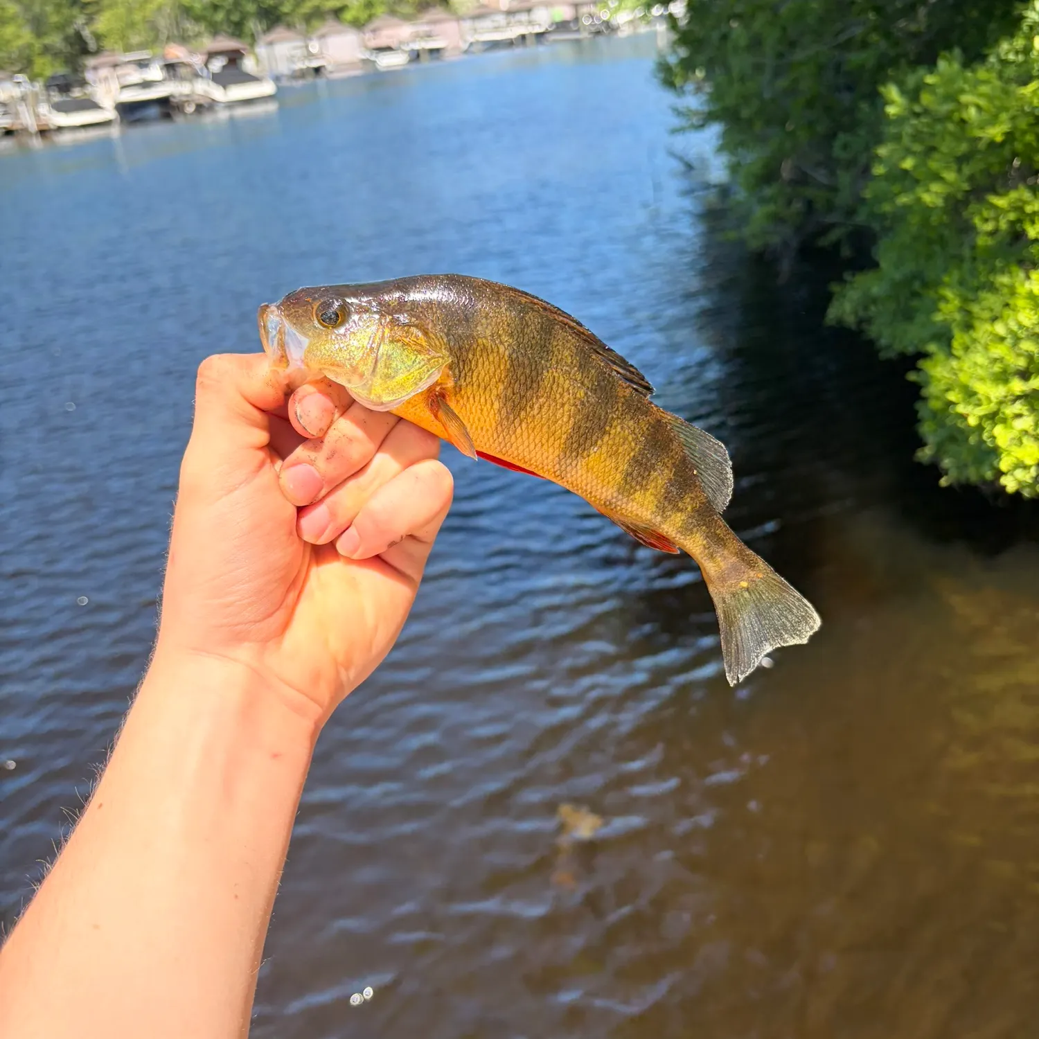 catch