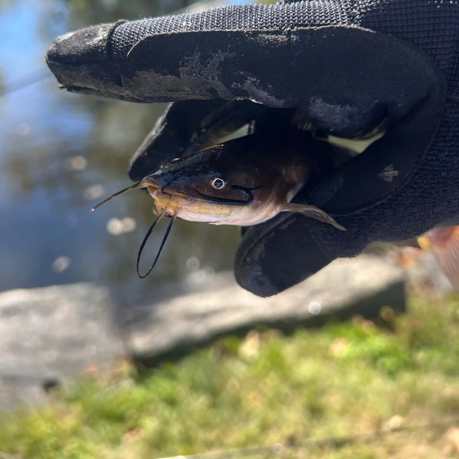 Black bullhead caught on Fishbrain